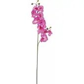 Europalms Orchideenzweig