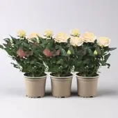 Pflanzen-Kölle Rose 'Belami Kordana Grande', creme, Topf-Ø 10,5 cm, 3 Pflanzen