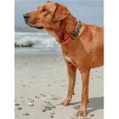 Hunter - Halsband Convenience Comfort - Hundehalsband Gr 35 x 2 cm - für Halsumfang 22–30 cm orange