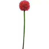 Europalms Alliumzweig