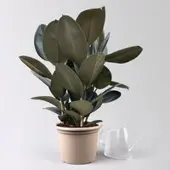 Pflanzen-Kölle Gummibaum 'Abidjan', Topf-Ø 27 cm, Höhe ca. 90 cm