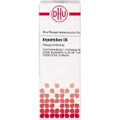 DHU-Arzneimittel GmbH & Co. KG Bryophyllum D 6 Dilution 20 ml