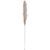 J-Line Pampasgras Zweig, getrocknet, natur, 137cm