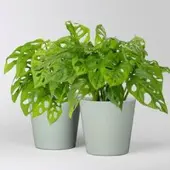 Pflanzen-Kölle Monstera adansonii mit Topf Dallas gletscherblau, Topf-Ø 12 cm, 2 Pflanzen