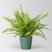 Pflanzen-Kölle Schwertfarn 'Green Lady' in Keramiktopf Dallas seegrün, Topf-Ø 12cm
