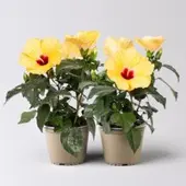 Pflanzen-Kölle Hibiskus, gelb, Topf-Ø 13 cm, Höhe ca. 35 cm, 2 Pflanzen