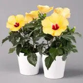 Pflanzen-Kölle Hibiskus, gelb, mit Keramiktopf Dallas weiß, Topf-Ø 13 cm, 2 Pflanzen