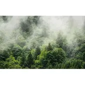 Overig Vliestapete "Digitaldruck Vlies - Forest Land - Größe 400 x 250 cm" bedruckt glatt Wohnzimmer, Schlafzimmer