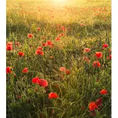 Overig Vliestapete "Digitaldruck Vlies - Poppy World - Größe 250 x 280 cm" bedruckt glatt Wohnzimmer, Schlafzimmer