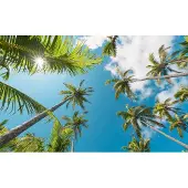 Overig Vliestapete "Digitaldruck Vlies - Coconut Heaven II - Größe 450 x 280 cm" bedruckt glatt Wohnzimmer, Schlafzimmer