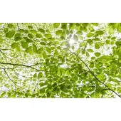 Overig Vliestapete "Digitaldruck Vlies - Im Frühlingswald - Größe 450 x 280 cm" bedruckt glatt Wohnzimmer, Schlafzimmer