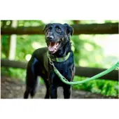 Hunter Verstellbarer Gurt Draht 25/200 Mesh, lime