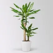 Pflanzen-Kölle Duftender Drachenbaum 'Steudneri' in Keramiktopf Dallas weiß, Topf-Ø 17 cm