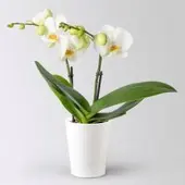 Pflanzen-Kölle Schmetterlingsorchidee 'Spirit', inkl. Keramiktopf, weiß, Topf-Ø 12 cm