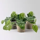 Pflanzen-Kölle Gefleckte Efeutute 'Argyraeus', Topf-Ø 12 cm, 3 Pflanzen