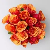 Pflanzen-Kölle 17 orange/rote Rosen 'Espana'