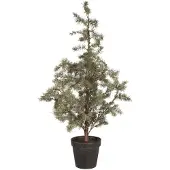 Ib Laursen Weihnachtsbaum ZEDER mit Plastiktopf groß | Ø 60 H120cm