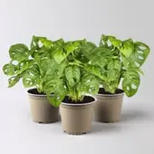 Pflanzen-Kölle Monstera adansonii, Topf-Ø 12 cm, Höhe ca. 25 cm, 3 Pflanzen