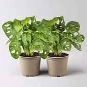 Pflanzen-Kölle Monstera adansonii, Topf-Ø 12 cm, Höhe ca. 25 cm, 2 Pflanzen