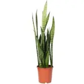 Pflanzen-Kölle Bogenhanf, Topf-Ø 19 cm, Höhe ca. 60 cm