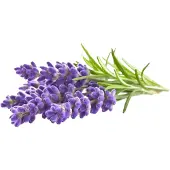 Click and Grow - Smart Garden Refill 3-pack - Lavender (SGR30X3)