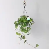 Pflanzen-Kölle Philodendron, Ampeltopf-Ø 18 cm, Höhe ca. 35 cm