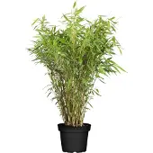 Everspring Roter Bambus- Ø29cm - 80cm - Ø19 - 60cm