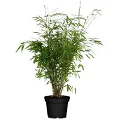Hello Plants Schirmbambus 23 cm Topf