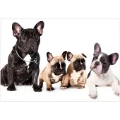 Kärkkäinen Fototapete French Dogs Schwarz/Weiß