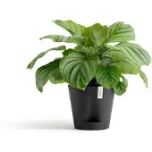 Ecopot's Blumentopf "Venice 2 30 Dunkelgrau", für den Innenbereich
