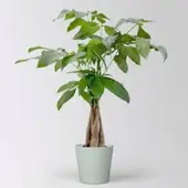 Pflanzen-Kölle Glückskastanie, inkl. Keramiktopf Dallas gletscherblau, Topf-Ø 12 cm
