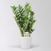 Pflanzen-Kölle Glücksfeder in Keramiktopf Dallas, Topf-Ø 17 cm, Höhe ca. 30-50 cm