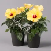 Pflanzen-Kölle Hibiskus, gelb, mit Keramiktopf Dallas anthrazit, Topf-Ø 13 cm, 2 Pflanzen