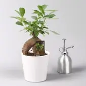 Pflanzen-Kölle Ficus 'Ginseng', inkl. Übertopf Dallas weiß, Topf-Ø 12 cm