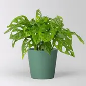 Pflanzen-Kölle Monstera adansonii mit Keramiktopf Dallas seegrün, Topf-Ø 12 cm