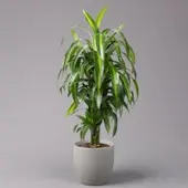 Pflanzen-Kölle Duftender Drachenbaum 'Hawaiian Sunshine', Topf-Ø 24 cm, H: ca. 90 cm
