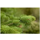 Pflanzen für Dich Abies Nordmanniana Nordmanntanne 40–60 cm