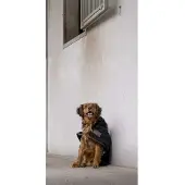 Diego & Louna Teddy Nylon Hundejacke