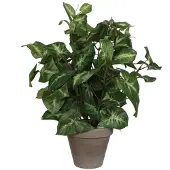 Mica Kunstpflanze Syngonium grün im Topf 35 x 25 cm GLO660754747
