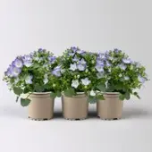 Pflanzen-Kölle Glockenblume 'Fancy Mee', weiß-lilablau, Topf-Ø 10,5 cm, 3 Pflanzen