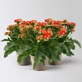 Pflanzen-Kölle Kalanchoe 'Queen', orange, Topf-Ø 14 cm, 3 Pflanzen