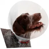 Buster K273396 Elizabethan Hundehalsband 10 Einheiten