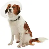 Kruuse Elizabethan Hundehalsband