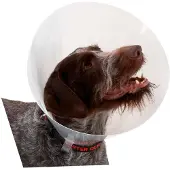 Kruuse K273394 Elizabethan Hundehalsband 10 Einheiten