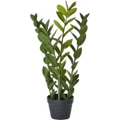 Beliani Zamiifolia