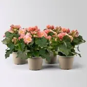 Pflanzen-Kölle Begonie 'Hailey Sunset', apricot, Topf-Ø 14 cm, 4 Pflanzen