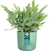 Elho Die ozeanische Kollektion rund 18cm pazifischgrün (groen)