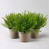 Pflanzen-Kölle Zimmerbambus, Topf-Ø 12cm, 3 Pflanzen