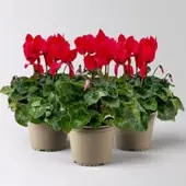 Pflanzen-Kölle Alpenveilchen 'Meine Beste', rot, Topf-Ø 13 cm, 3 Pflanzen
