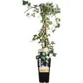 Everspring Gold-Efeu 'Goldheart' - Ø15cm - 65cm
